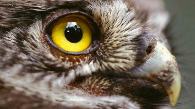 鷹の目