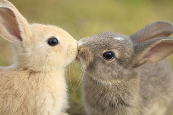 かわいくてキュートなネコ イヌ ウサギなどの動物写真を世界中から集めた Cutest Paw Gigazine