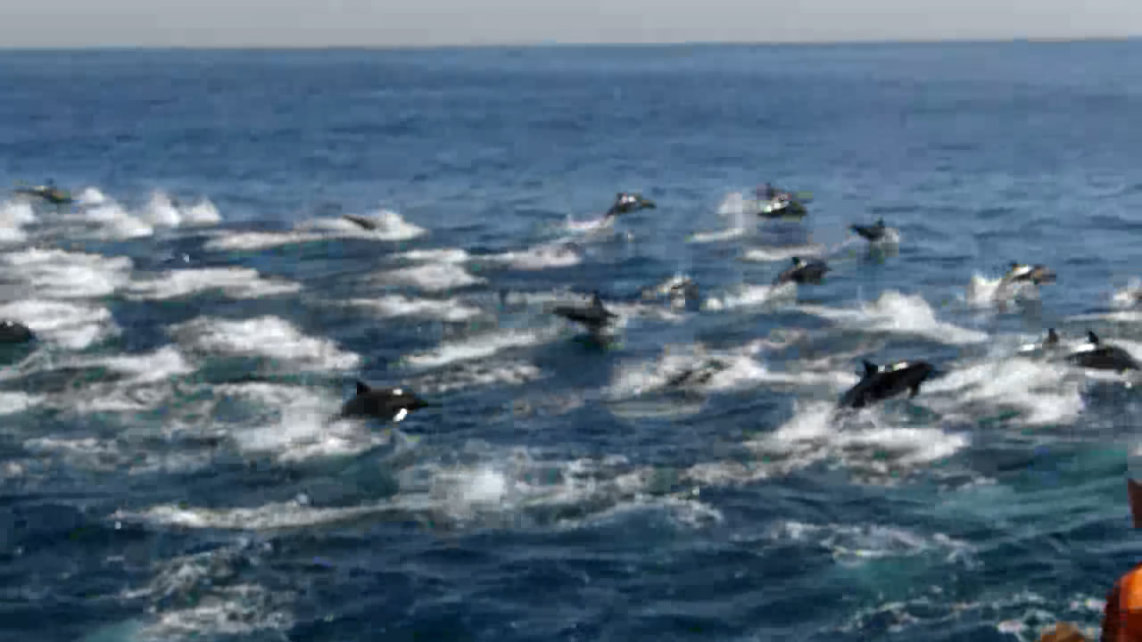 数百頭はいそうなイルカの集団ジャンプに囲まれるムービー Gigazine