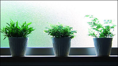 オフィスの空気をきれいにしてくれる観葉植物の選び方 Gigazine