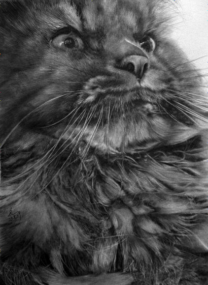 まるでホンモノの写真のようにリアルな鉛筆で描かれたネコいろいろ Gigazine