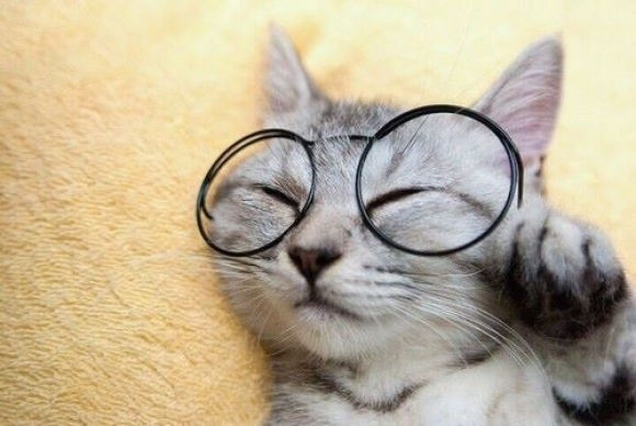 メガネやサングラスをかけたイヌ ネコの写真いろいろ Gigazine