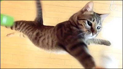 平凡な家ネコはどのようにして体高の5倍以上を軽々と跳躍する