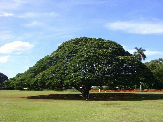 世界一の樹木やcmで有名な木など一度は見たい世界の巨木 奇木16種 Gigazine