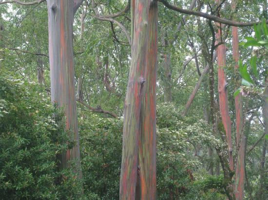 幹の色が虹色の樹木画像