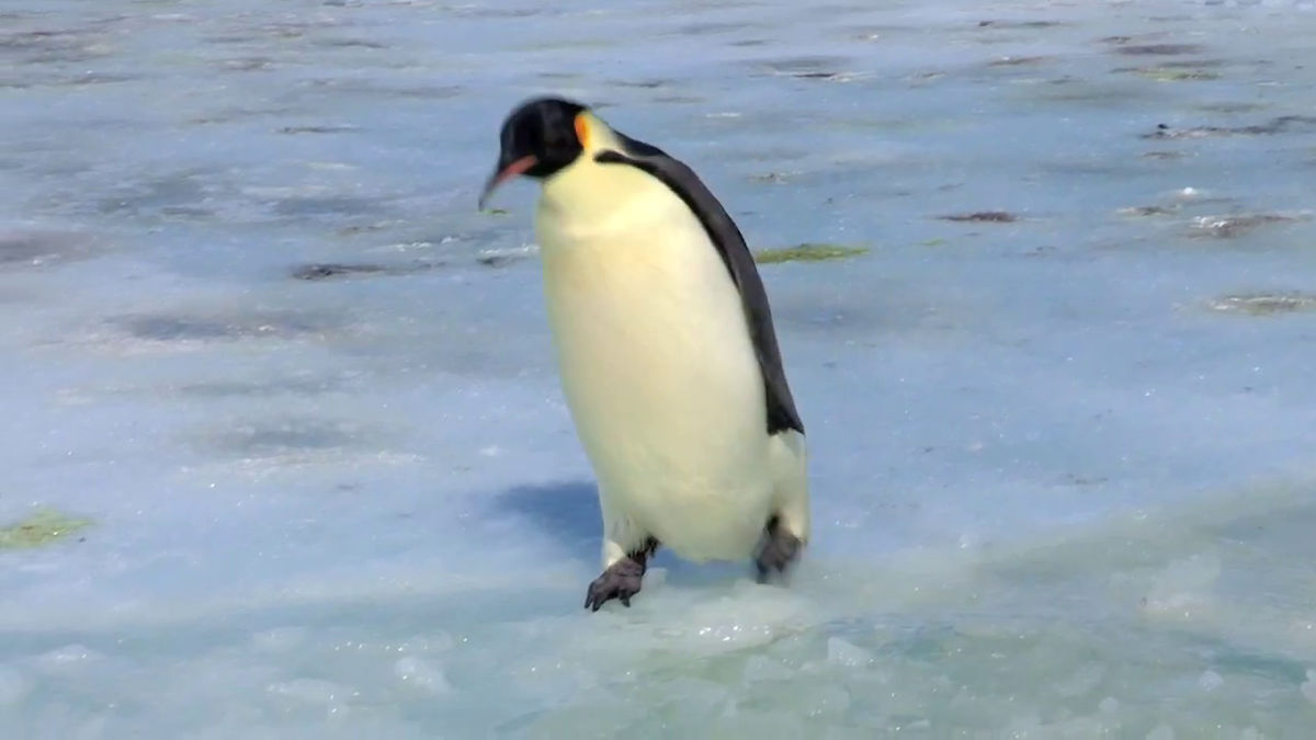 ひたすら失敗し続けるペンギンたちがやたらかわいらしいムービー 