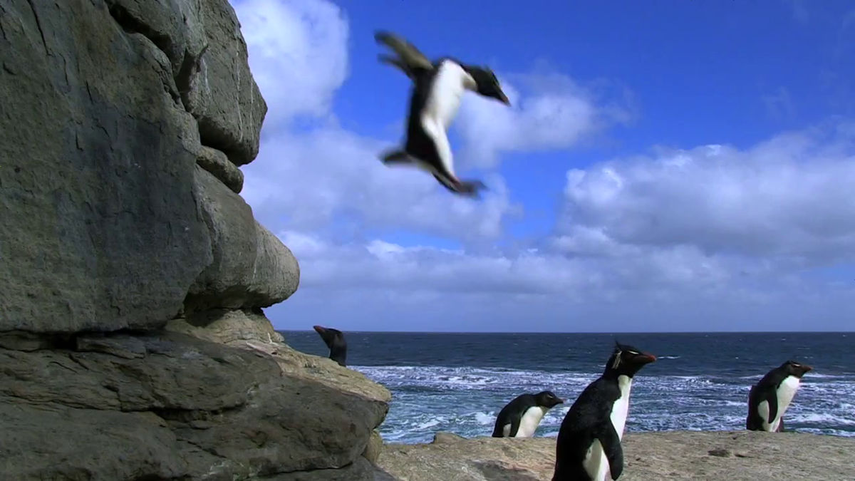 ひたすら失敗し続けるペンギンたちがやたらかわいらしいムービー Penguin Fail Gigazine