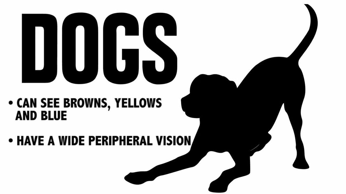 See your world. A can see a Dog. Interesting facts about Dogs. How animals see. 5 Facts about Dogs.