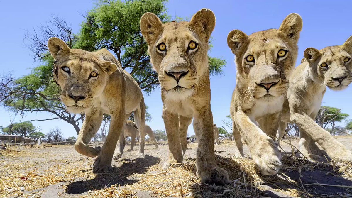 野生のライオンが繰り出す大迫力の猫パンチをバギー搭載のカメラで撮影 Gigazine