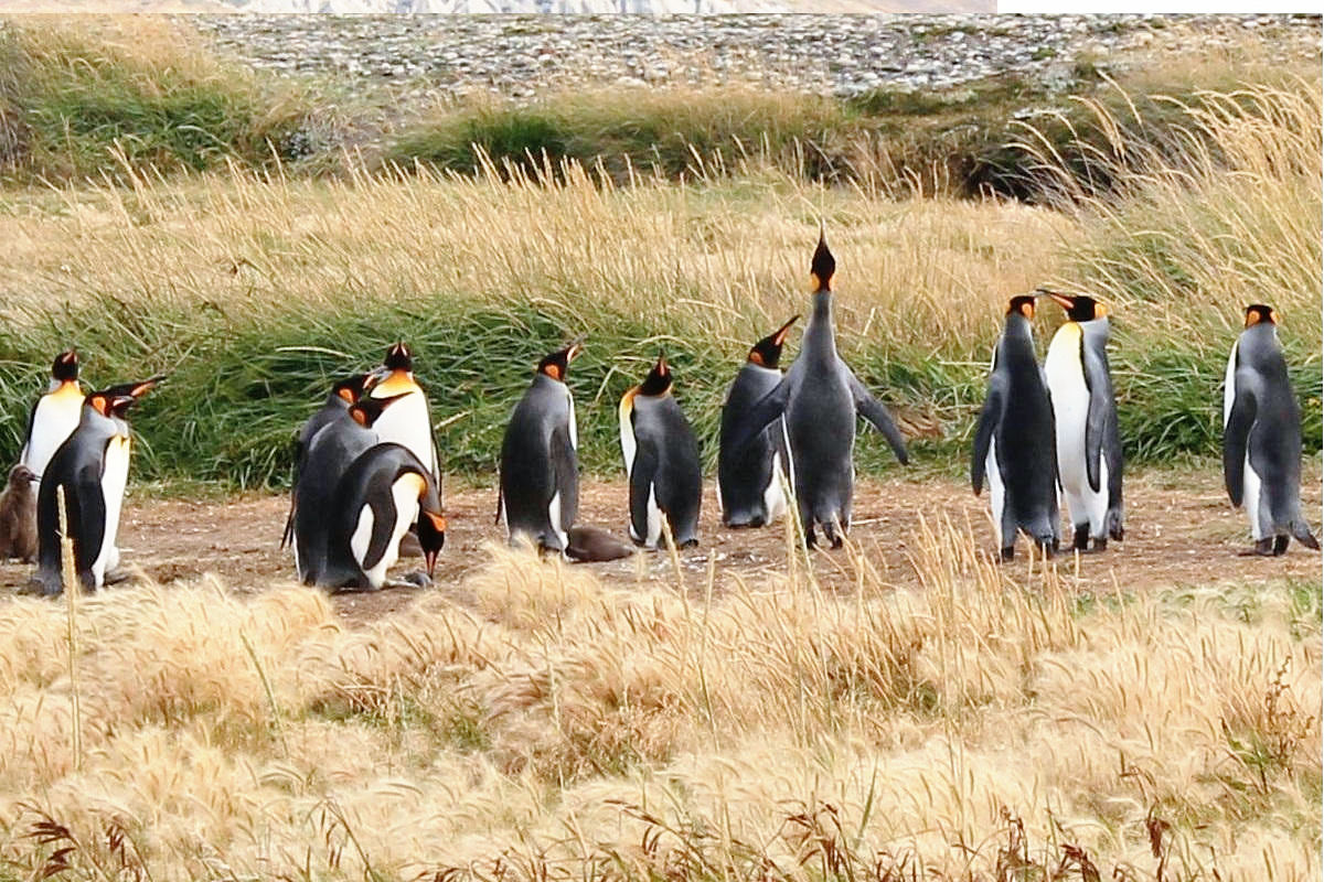 アルゼンチンの南の果てにあるペンギンだらけの島に上陸し癒されてきました - GIGAZINE