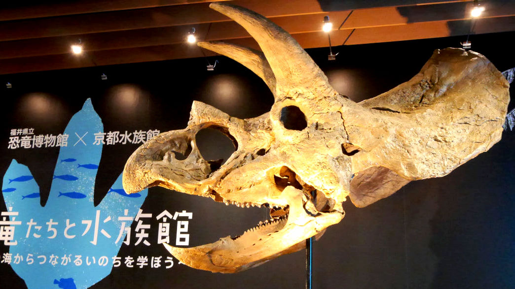 大型恐竜の骨格標本など全点の化石を水族館の生き物たちと比較