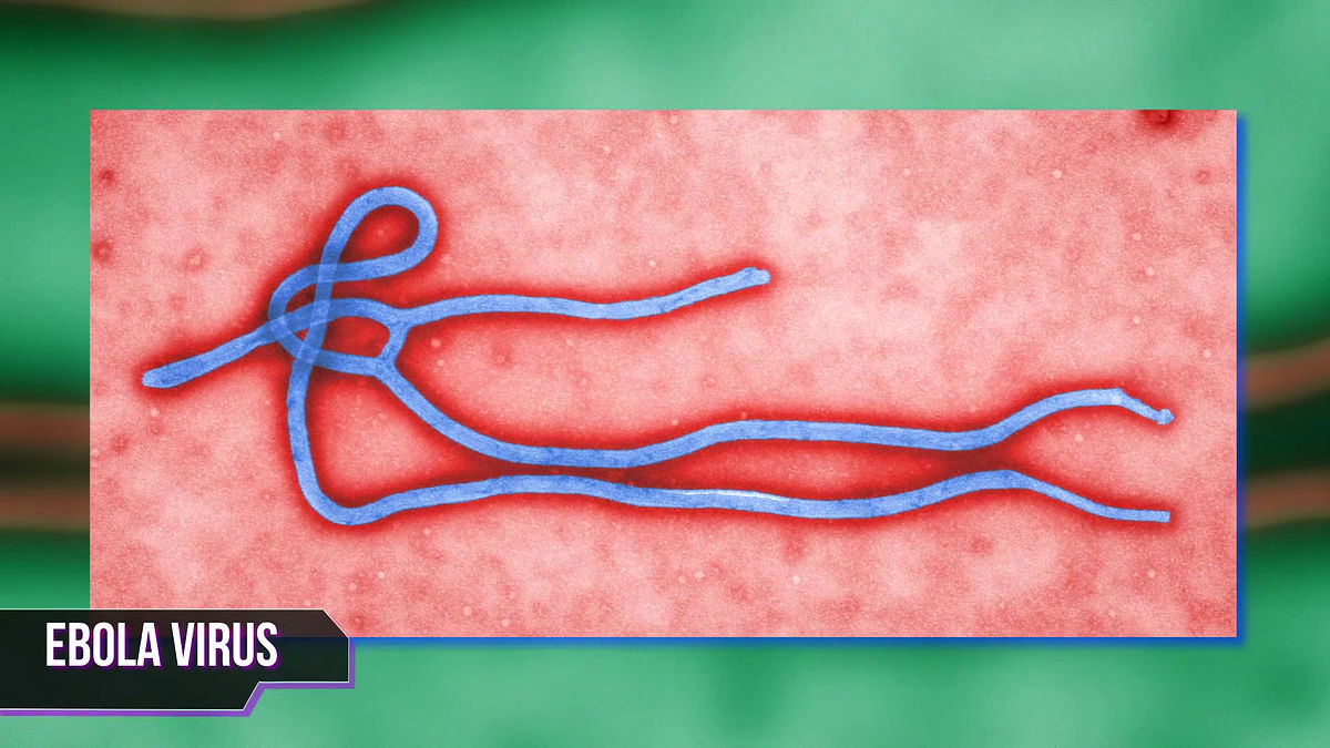 エボラ出血熱の感染拡大を手助けするものとは Gigazine