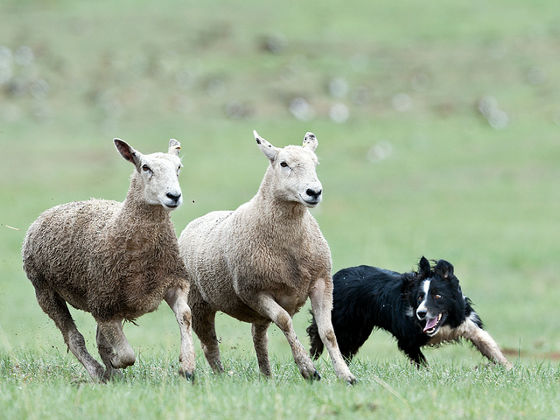 羊飼い犬 は2つのアルゴリズムを使って群れを操っていたことが判明 Gigazine