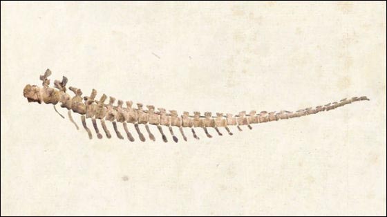 Скелет хвоста. Костяной хвост. Хвост из костей. Цетиозавриск.