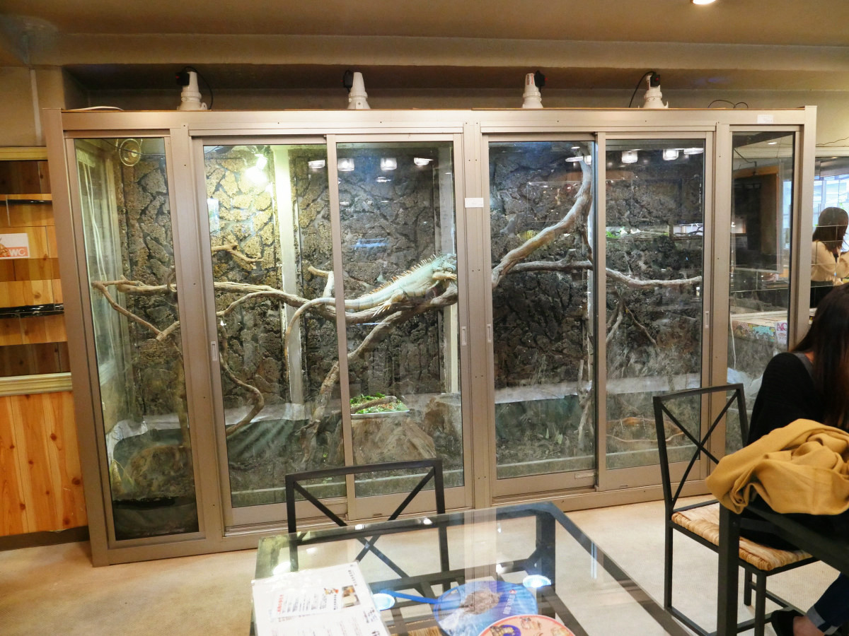 おさわりokな 横浜亜熱帯茶館 で中国茶を満喫しつつ自由すぎるハ虫類たちと触れ合ってきました Gigazine