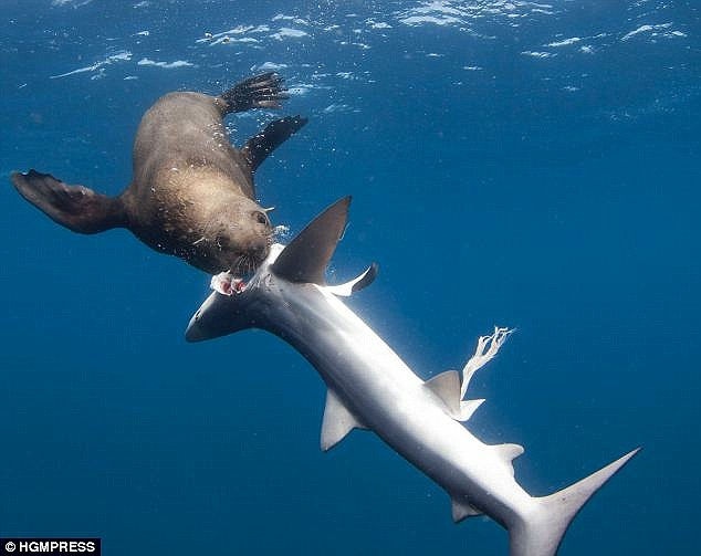 オットセイがサメを捕食する決定的瞬間が撮影され海洋生物学者が困惑 Gigazine
