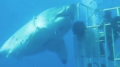 世界最大級のホオジロザメを間近で捉えたド迫力のムービー Gigazine