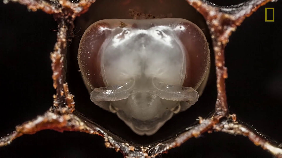 ミツバチは幼虫からさなぎ 成体になるまで巣の中でどう過ごしているのか Gigazine
