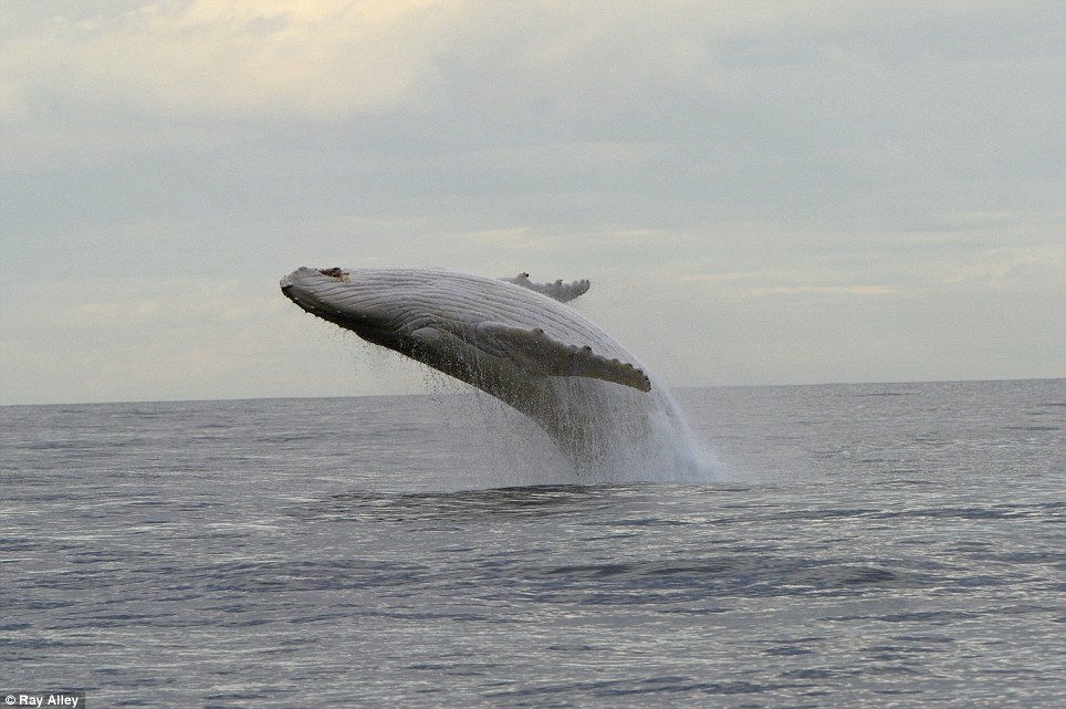 幻の 白い鯨 を捉えた貴重な映像 写真集 Gigazine