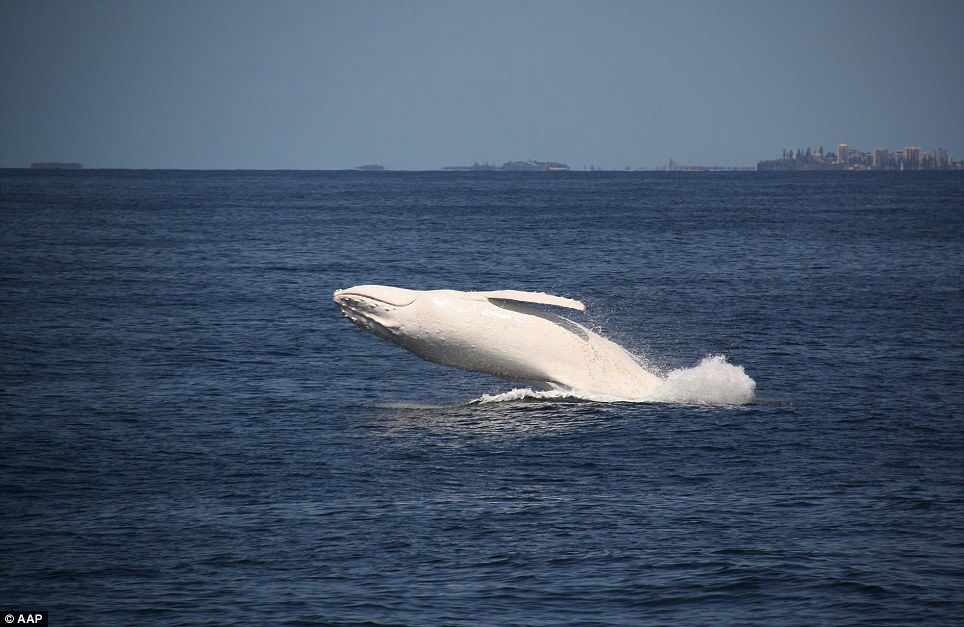幻の「白い鯨」を捉えた貴重な映像＆写真集 - GIGAZINE