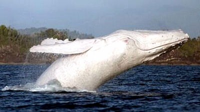 幻の「白い鯨」を捉えた貴重な映像＆写真集 - GIGAZINE