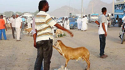 イスラムの 犠牲祭 で羊が解体されて肉の塊になるまでを目撃し命の意味を考える Gigazine