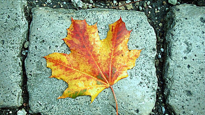 木の葉が秋になると色を変える本当の理由とは Gigazine
