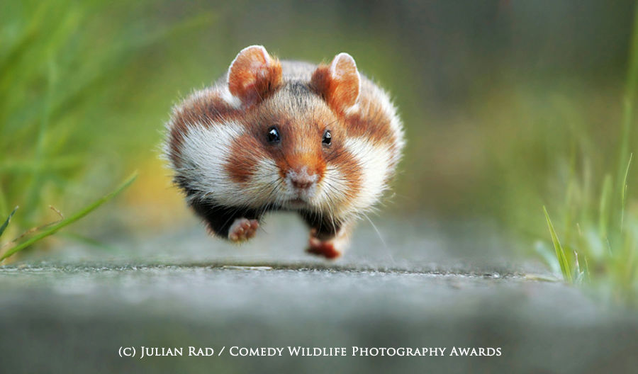 笑うアザラシやビックリ顔のフクロウなど 野生動物のユニークな姿を収めた写真コンテスト Comedy Wildlife Photography Awards 受賞作発表 Gigazine