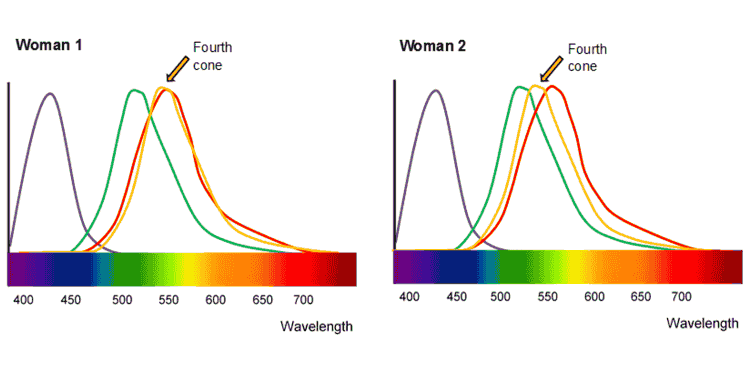 常人の100倍もの色を見分ける 4色型色覚 を持つ女性がいるのはなぜか Gigazine