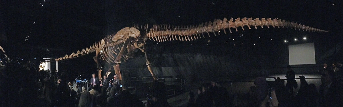 世界最大級の恐竜の全身骨格模型が初お披露目、元の化石は大腿骨ひとつで約500kgのビッグサイズ - GIGAZINE