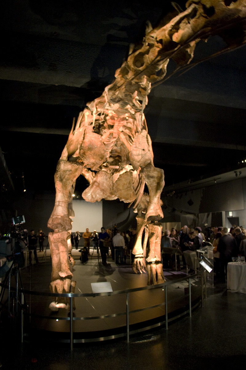 世界最大級の恐竜の全身骨格模型が初お披露目、元の化石は大腿骨ひとつで約500kgのビッグサイズ - GIGAZINE