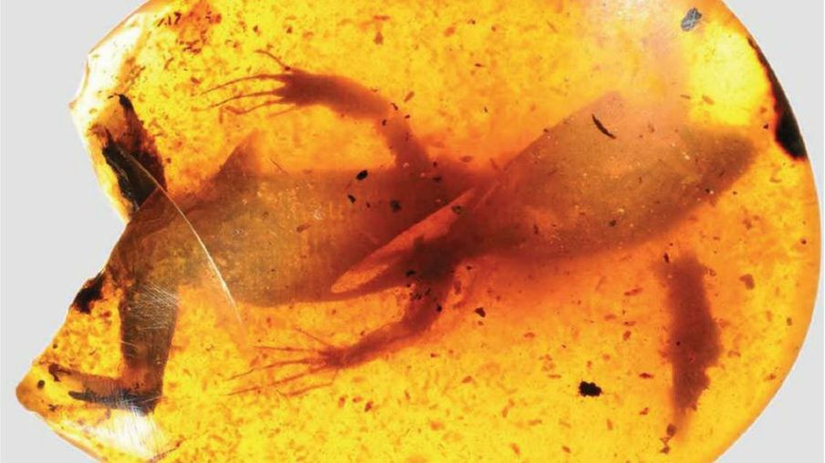 琥珀に保存された9900万年前のトカゲが近代的な技術で解析されハ虫類の進化の歴史がひもとかれる Gigazine