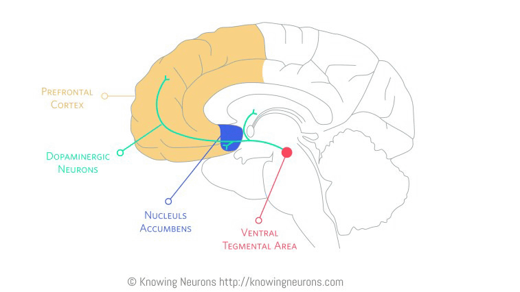 脳内神経物質「ドーパミン」が人々をより衝動的にする仕組み - GIGAZINE