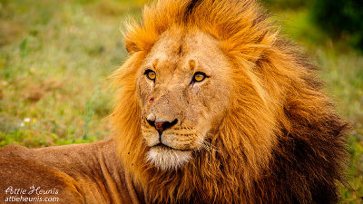 自殺のために男がライオンの檻に侵入する事態が発生 Gigazine