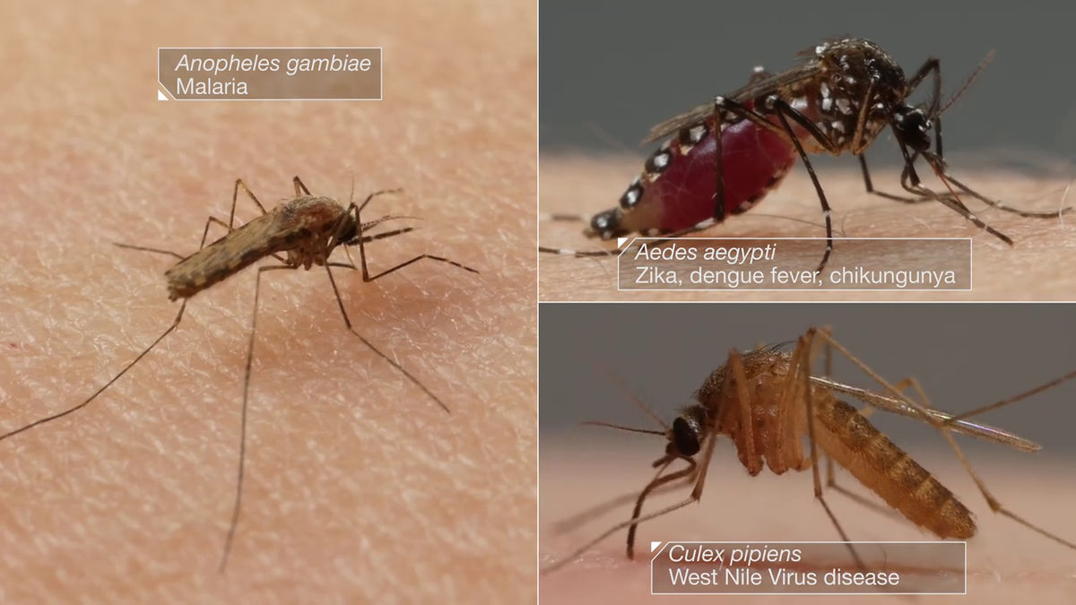 蚊は血を吸うときに6本の針を差し込んでいる Gigazine