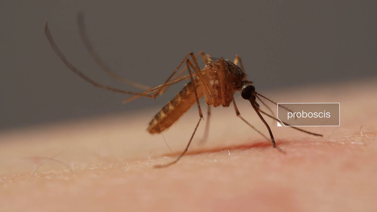 蚊は血を吸うときに6本の針を差し込んでいる Gigazine