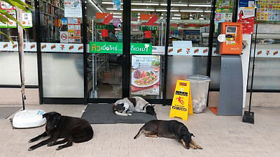 タイの犬は自由すぎてセブン イレブンの入り口で冷気を浴びていたりする Gigazine