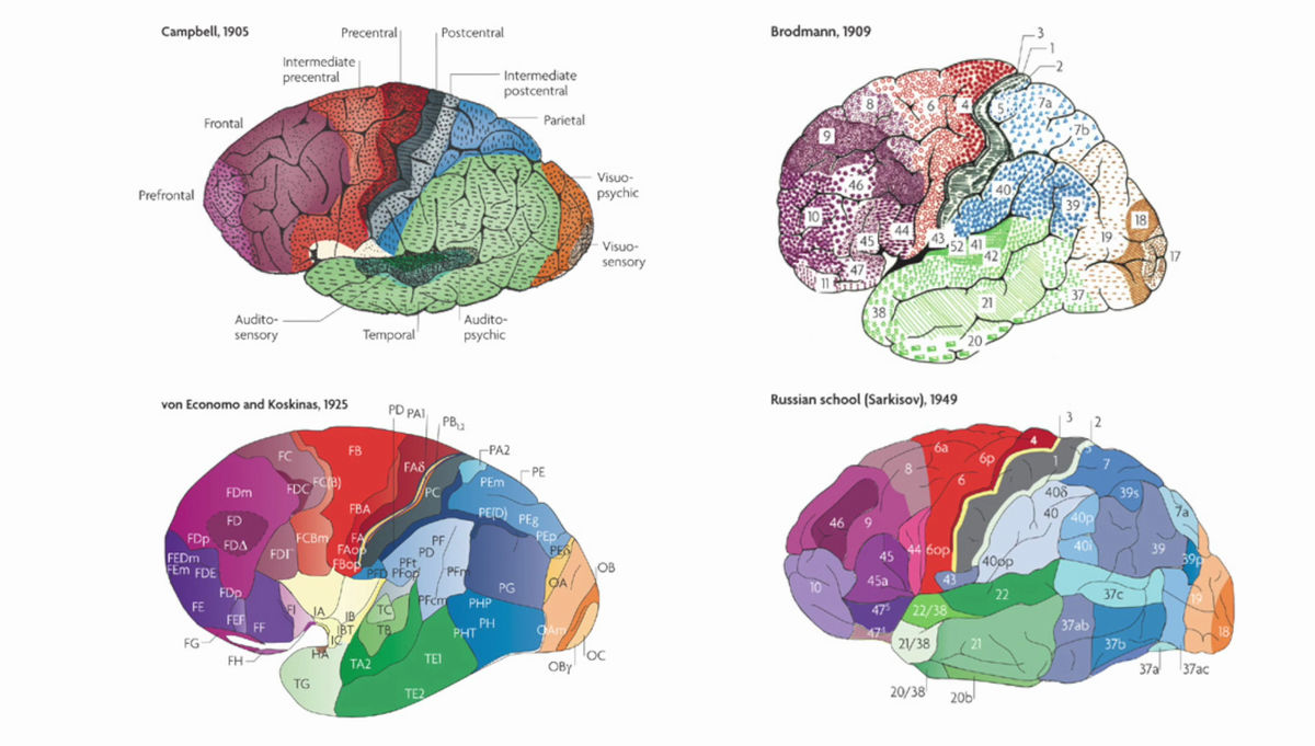 新しい脳地図作成によって人間の脳の部位や特徴をこれまでより正確に分析できる可能性 Gigazine