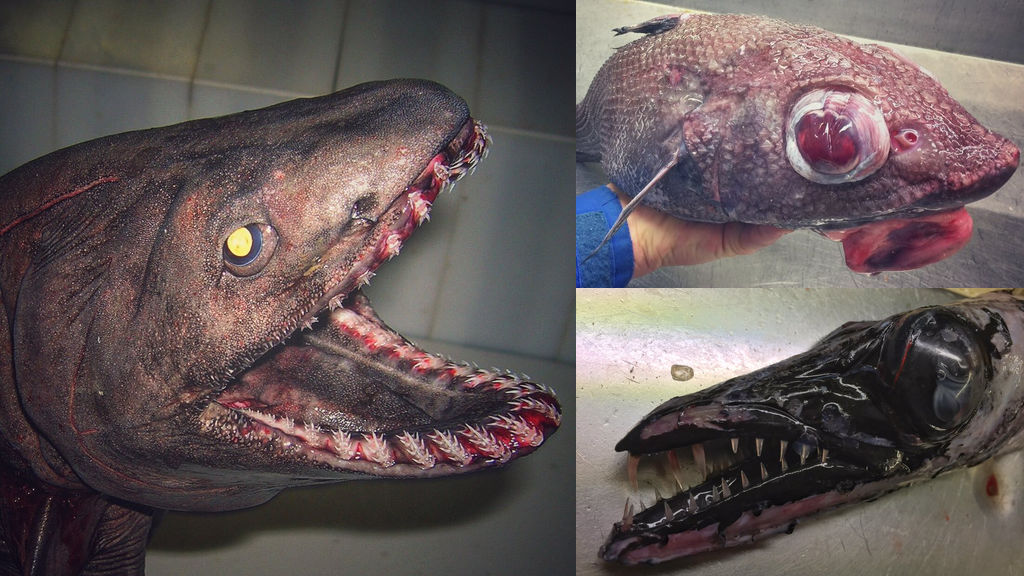 深海魚や変わった生き物の写真をロシアの漁師がtwitterで公開 Gigazine
