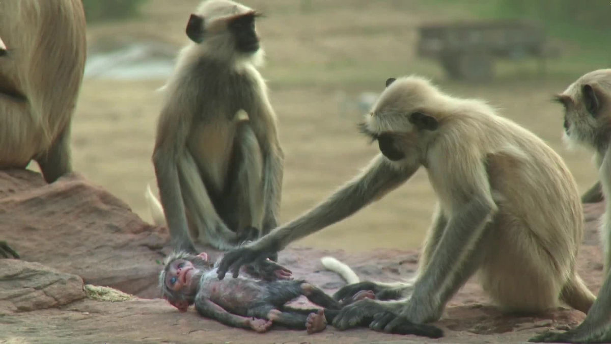 野生のサルが「サルの人形」を自分の子どものように世話して死を悼む映像が撮影される Gigazine