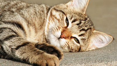 慢性的な痛みを治療するのに最適な薬は何ですか?