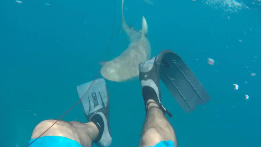 サメに襲われて足の肉を噛みちぎられるまさにその瞬間を撮影した衝撃的映像 Gigazine