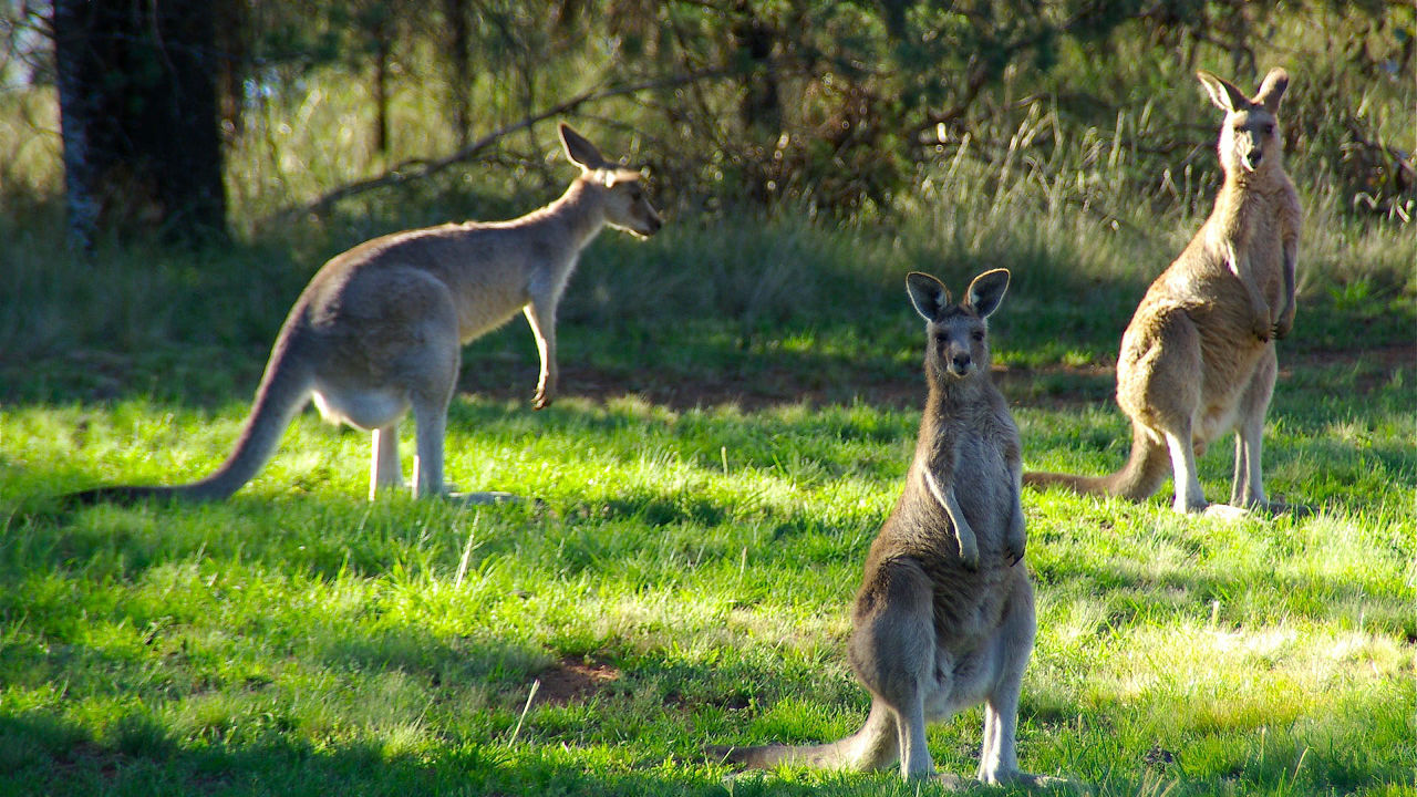 動物 オーストラリア 動物王国オーストラリア！ コアラやカンガルーが多すぎて共生は意外と大変？
