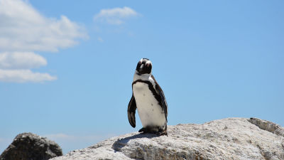 人間サイズの超巨大ペンギンの化石がニュージーランドで発掘される