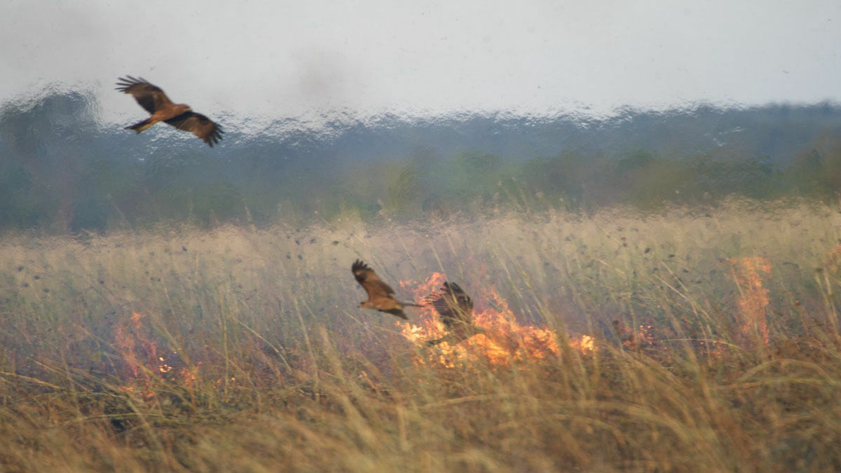 火を使って狩りをする鳥の存在が確認される Gigazine