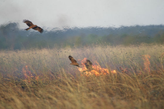 火を使って狩りをする鳥の存在が確認される GIGAZINE