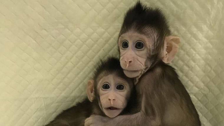 中国で全く同じ遺伝子を持つ2匹の クローン猿 がついに誕生 Gigazine