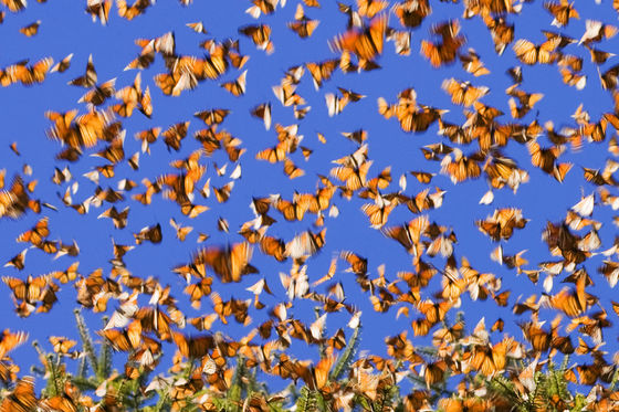 渡り鳥のように大規模移動をするチョウ オオカバマダラ の数が急速に減少中 Gigazine