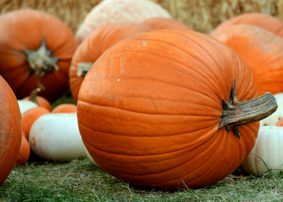 苦すぎるかぼちゃやキュウリなどは中毒を起こしおう吐や脱毛症を引き起こす可能性がある Gigazine