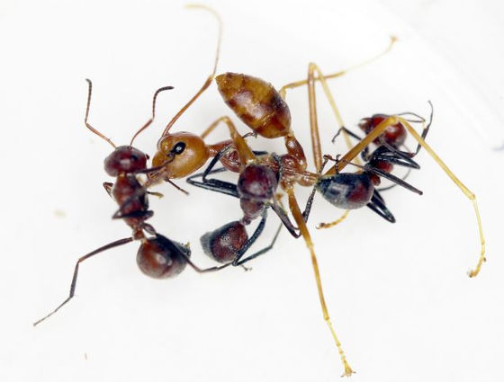 外敵の襲来に対して体を爆発させるアリ の新種が東南アジアで発見される Gigazine